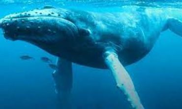 "Missione Pelagos, balene e delfini dei nostri mari": un progetto per la dofesa dei cetacei anche nel Tirreno"Missione Pelagos, balene e delfini dei nostri mari": un progetto per la difesa dei cetacei anche nel Tirreno